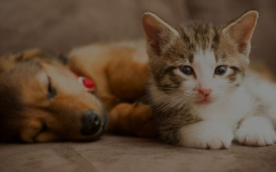 Puppy and Kitten Health Checks