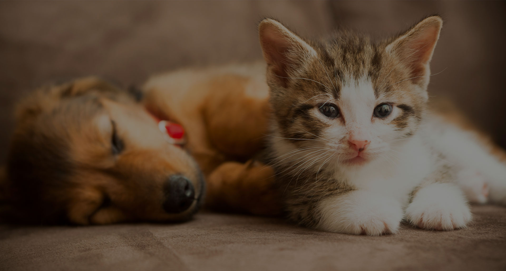 Puppy and Kitten Health Checks Epsom Road Veterinary Clinic
